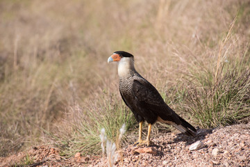 A caracara in Serra da Canastra, Minas Gerais, Brazil