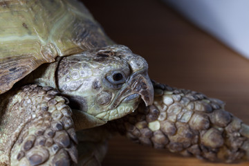 Obraz premium turtle on the wooden desk
