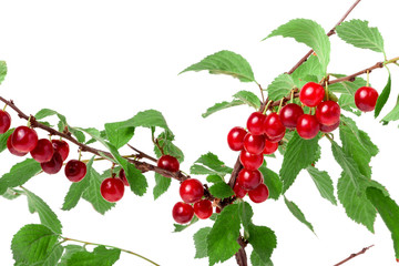 felted cherry branch isolated on white background