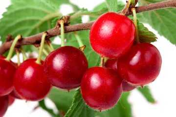 felted cherry branch isolated on white background