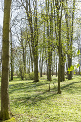 Obraz premium Forest in spring