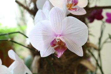 Naklejka na ściany i meble Phalaenopsis - epiphytic herbaceous plants Orchids with wonderful flower