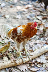Walking rooster in Thailand