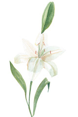 260_White lily watercolor illustration - 116196734