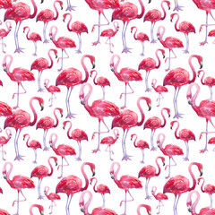 watercolor illustration of a flamingo - 116196746