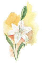 260_White lily watercolor illustration