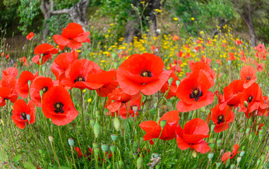 Beautiful background with red poppy flowers on countryside field, in summer season