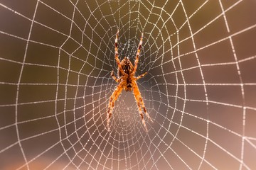 Spider Web