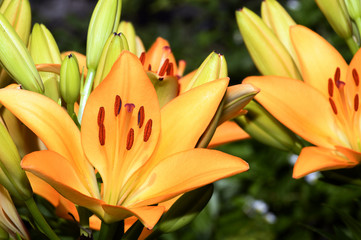 Fototapeta premium Flowering ornamental yellow lily in the garden closeup