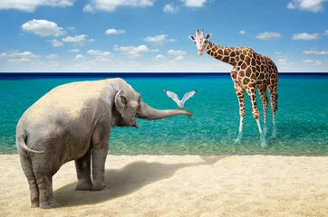 Poster Elephant, seagull and giraffe at the beach © batke82as