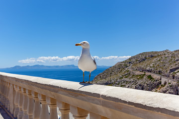 Seagull on the railing