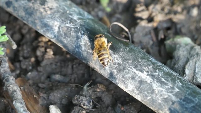Bees drinking water from tube drip irrigation system.