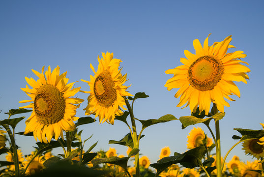Sunflowers grows in a field in Sunny weather.