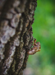 Cicada Shell on Tree