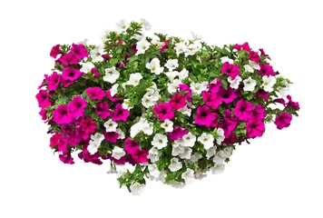 Papier Peint Lavable Fleurs petunia flowers isolated with clipping path included