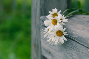 daisies lie on a wooden podium