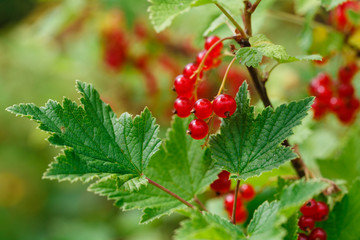Red currants on the bush
