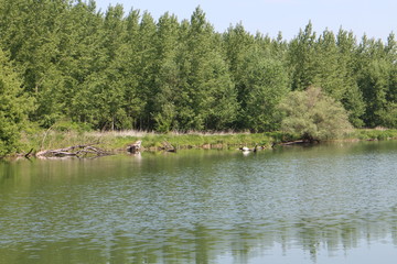 Natural reserve of distributaries of Danube river near Vojka, Slovakia