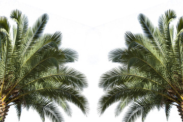 Fototapeta premium Zwei Palmen seitlich Freisteller