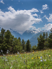 Meadows landscape with flowers and trees on the background of snowy mountains