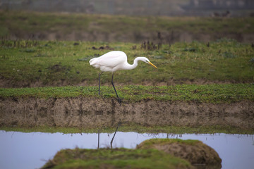 Great egret (Ardea alba) seeking for food