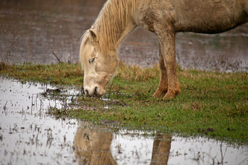 White camargue horse