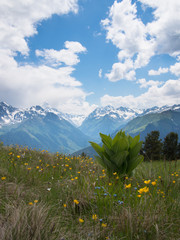 Wildflowers of the North Caucasus mountains in the background