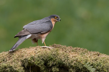 Sparrowhawk (Accipiter Nisus)/Sparrowhawk perched in the centre of a forest clearing