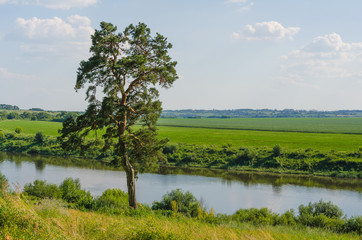 one pine standing near a river