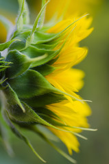 sideview of Yellow sunflower