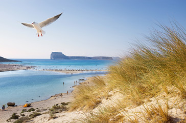 Lachmöwe über der blauen Lagune von Balos (Kreta)