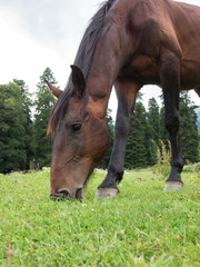 Closeup horse eating grass on a background of trees