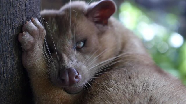 Luwak Animal Produces the Most Expensive Coffee on Bali