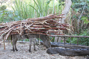 Burro With Heavy Load of Sugarcane in Peru