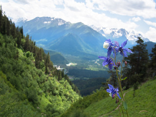 Wild flower closeup on a background of mountain scenery