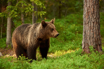 Fototapeta na wymiar Female brown bear