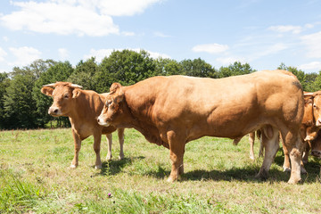 Side view of a large brown Limousin beef bull in a pasture with a herd of cows 