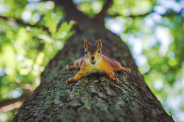 Squirrel on tree with nut