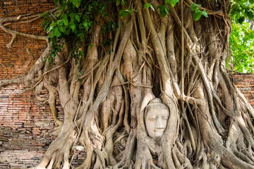 Zelfklevend Fotobehang Buddha head statue inside the bodhi tree © Mumemories