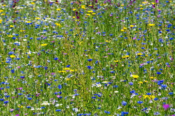 Fototapeta premium Colorful summer meadow with wild flowers