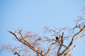 A toucan in Serra da Canastra, Minas Gerais, Brazil