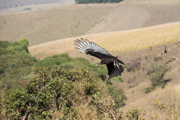 A vulture (urubu) in Serra da Canastra, Minas Gerais, Brazil.NEF
