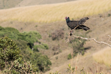 A vulture (urubu) in Serra da Canastra, Minas Gerais, Brazil