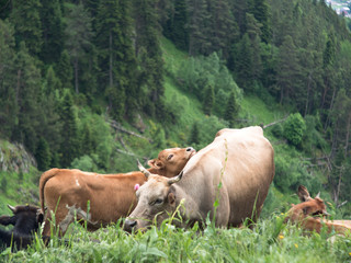 Calf laid his head on a cow on a background of dense forest