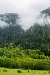 Forested mountain in cloud with the evergreen conifers