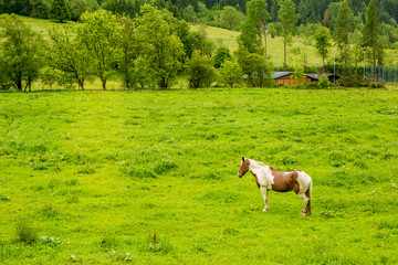 White and brown horse on a meadow