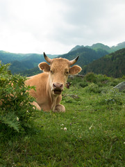 Thoroughbred cow peeking out of the bush in a forest with mountains