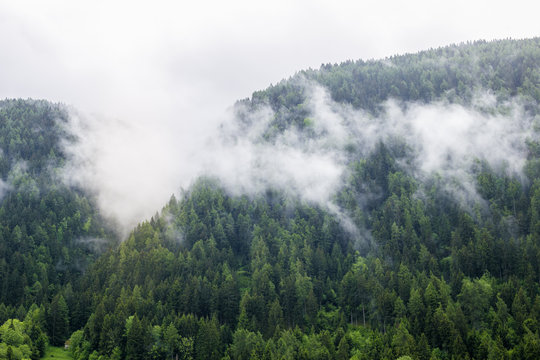 Forested mountain in cloud with the evergreen conifers