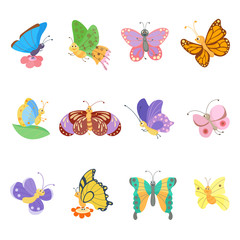 Colorful butterflies isolated
