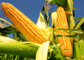 Corn field © Željko Radojko